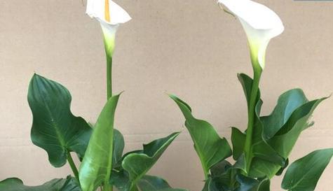 马蹄莲最佳种植季节是什么时候？种植时应注意哪些问题？