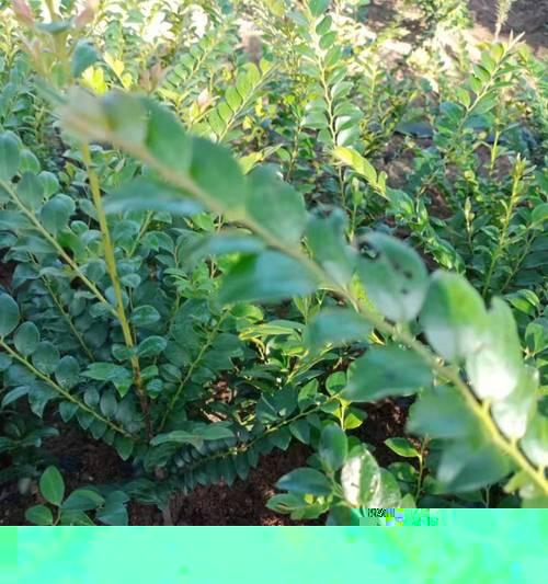 小叶紫檀发芽快的方法是什么？如何提高发芽率？