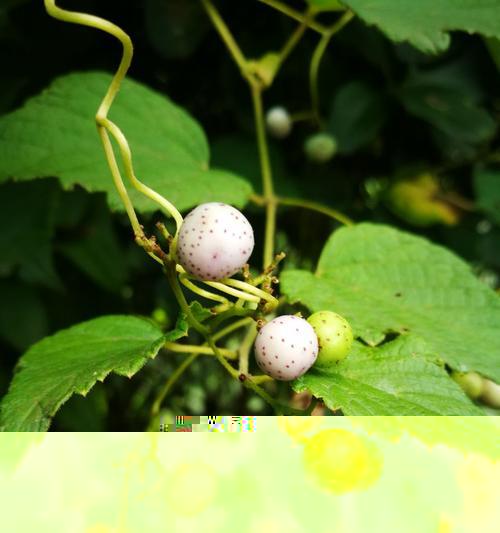 蛇果种植的最佳地点是什么？哪些因素影响蛇果的种植环境？