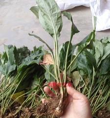 菱薯属于什么植物类别？它的特点有哪些？