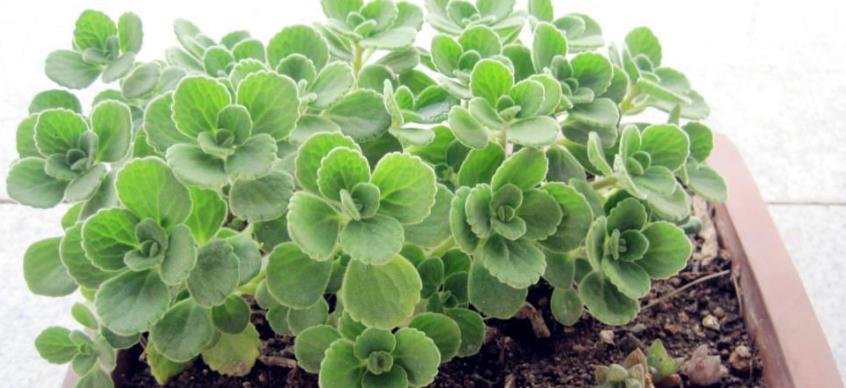 一抹香开花吗？开花的样子是怎样的？