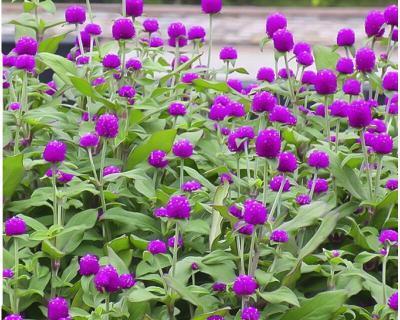 矮生花卉有哪些种类？如何选择适合的矮生花卉？