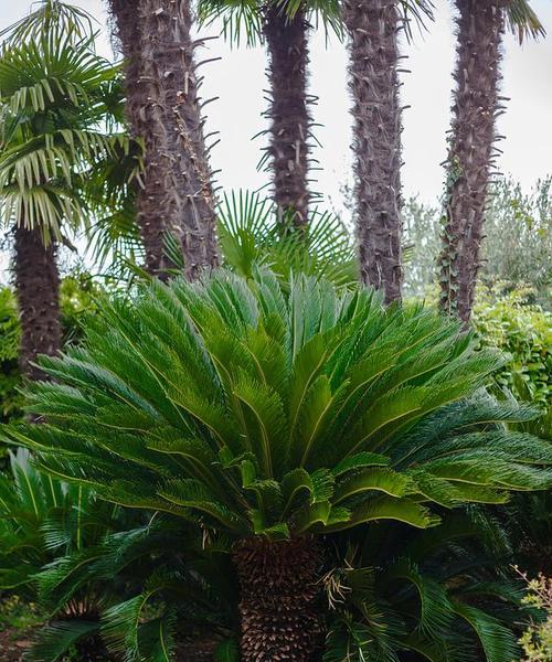 铁树种球如何保存？最佳种植时间是什么时候？