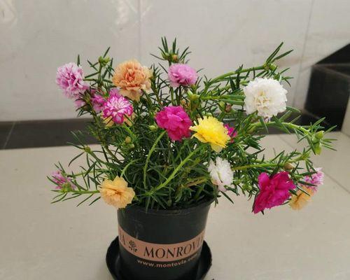 太阳花可以水养吗？水养太阳花的正确方法是什么？