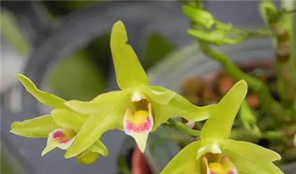 石斛在家养风水好吗？养石斛有哪些风水讲究？