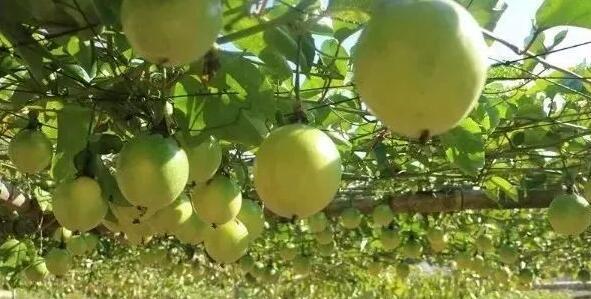 黄金百香果一天吃几个最好？营养摄入与健康指南