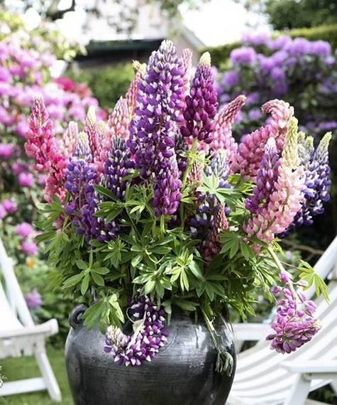 鲁冰花开花后怎么处理？如何进行修剪和养护？