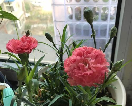 康乃馨几月份开花？如何确保花开茂盛？