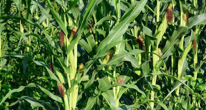 春玉米的生长期是多久？如何管理以提高产量？