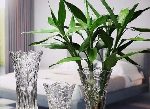 家里的卧室适合养什么花好？哪些花卉净化空气又美观？