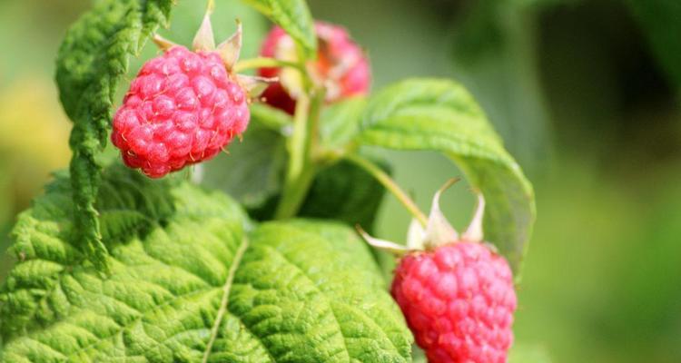 覆盆子是什么植物？它的生长环境和用途有哪些？