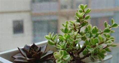 臭鸡蛋可以用来浇花吗？使用时需要注意什么？