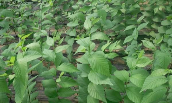 榆树一年能长多少？了解其生长速度与特点