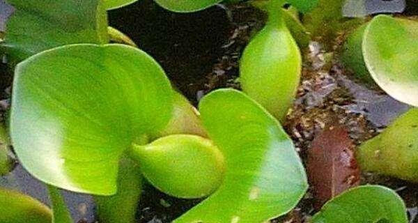 水葫芦有毒吗？室内养殖需要注意什么？