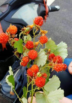 树莓种子怎么种植？种植过程中需要注意哪些问题？