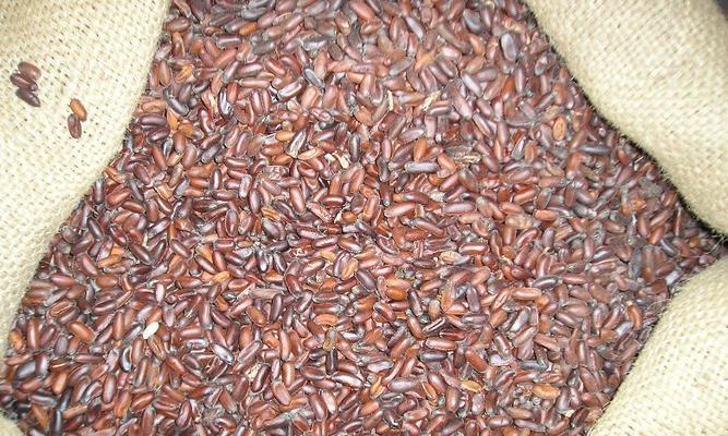 西梅种子可以食用吗？食用西梅种子的正确方法是什么？