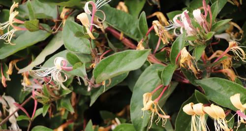 金银花是否需要避免阳光直射？种植时应注意什么？