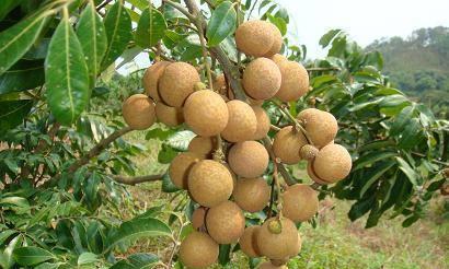 龙眼什么时候上市？上市季节是几月？