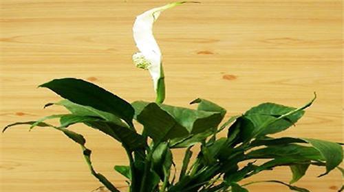 白鹤芋不开花怎么回事？如何解决？