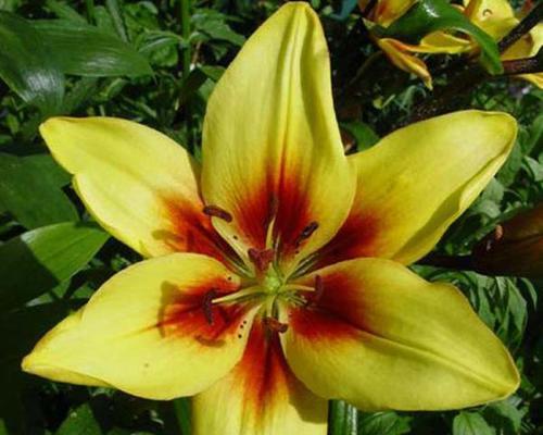 百合属于被子植物吗？它们的分类特点是什么？