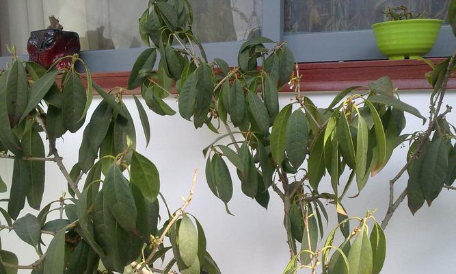 家里为什么不能养桂花？桂花养护有哪些禁忌？