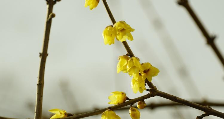 腊梅长什么样子？如何辨别腊梅与其他花卉？