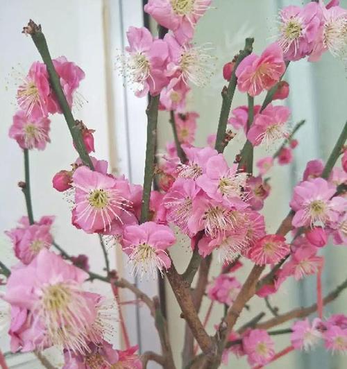 以梅花代表吉祥（梅花的美丽与吉祥寓意）