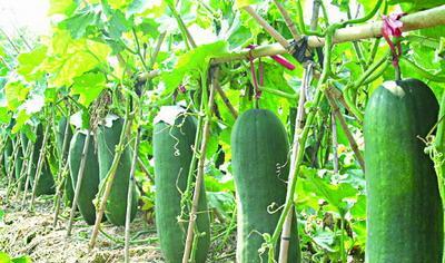 冬瓜种植的最佳月份是什么时候？如何确保高产？