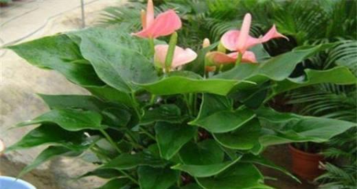 粉掌花室内养护指南：好不好养？适合吗？