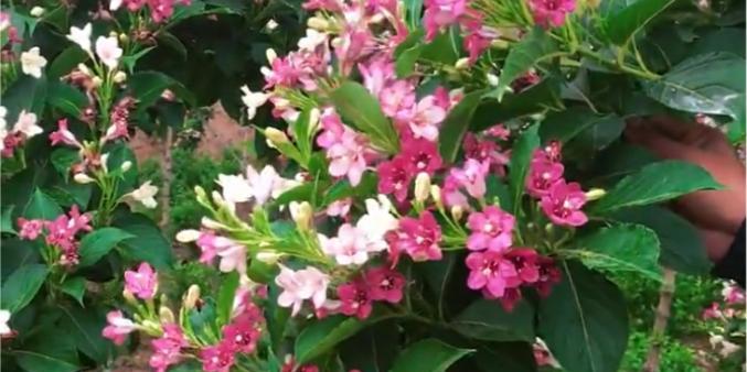 五彩锦带的开花时间是什么时候？如何照顾才能按时开花？