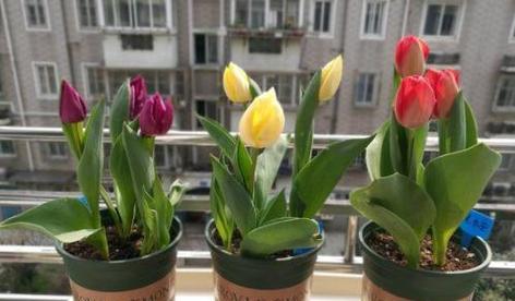 郁金香种植土壤怎么配制？配土比例是多少？