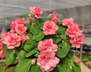 水梅花是草本还是木本植物？如何区分？