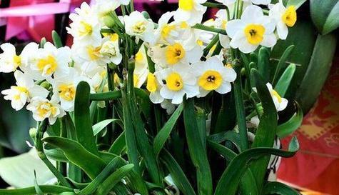 水仙是什么植物？如何正确养护水仙花？