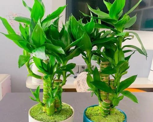 富贵竹养几棵好？家里养多少棵富贵竹合适？