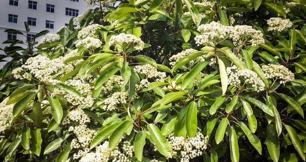 石楠花通常是什么颜色的？不同种类的石楠花颜色有何不同？