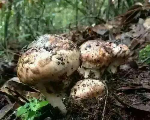 松茸菌的功效与作用是什么？如何正确食用松茸菌？