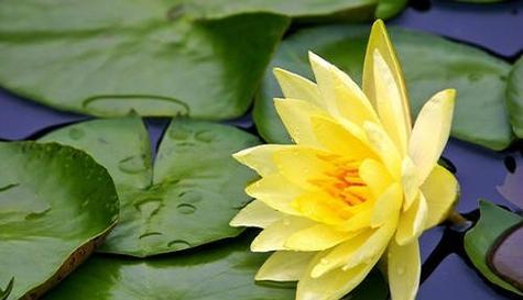 睡莲通常在哪个季节开花？具体开花时间是什么时候？