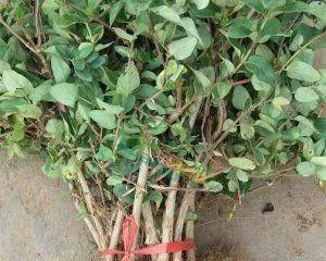 金银花幼苗长什么样子？如何辨别金银花幼苗的健康状态？