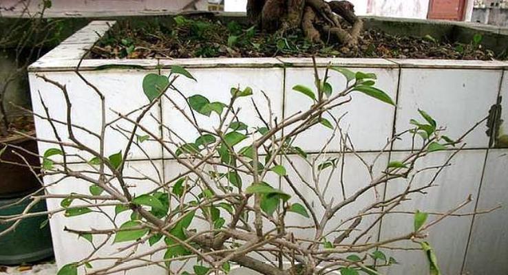 三角梅叶子干枯了怎么办？如何有效解决？