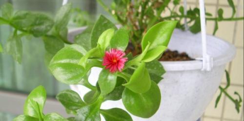 吊兰开花好不好？吊兰开花的含义和注意事项是什么？