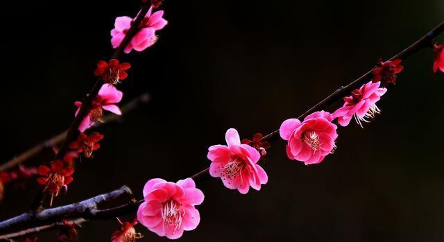 梅花的象征意义与魅力（探寻梅花的文化内涵和美学价值）
