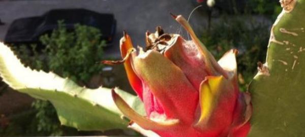 火龙果多久浇一次水？如何正确进行水分管理？