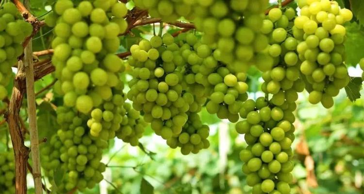 青提什么时候成熟采摘最佳？如何判断成熟度？