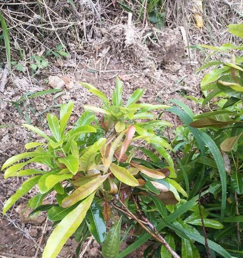 四季梅不开花怎么回事？如何解决？