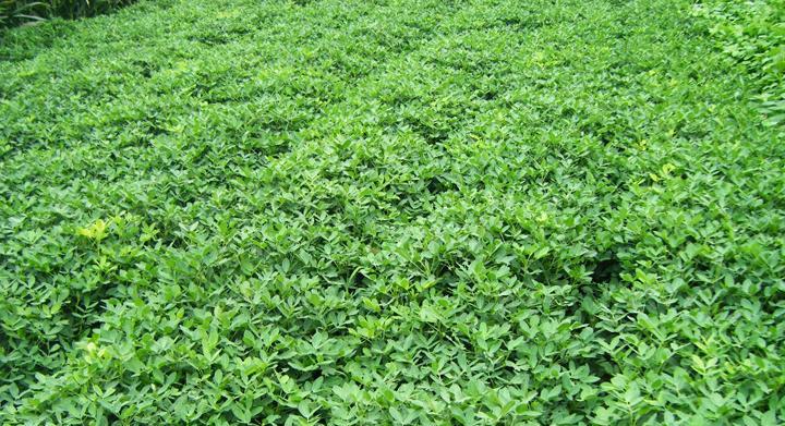 黑花生的生长期是多久？种植过程中需要注意什么？