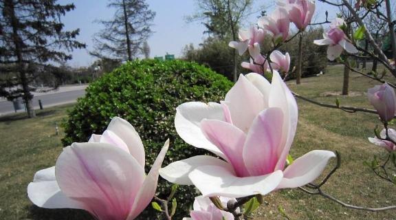 什么花象征着陪伴和友谊？花语中友谊的含义是什么？