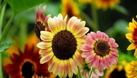 向日葵花语与阳光般的坚强（向日葵的花语意味着什么）