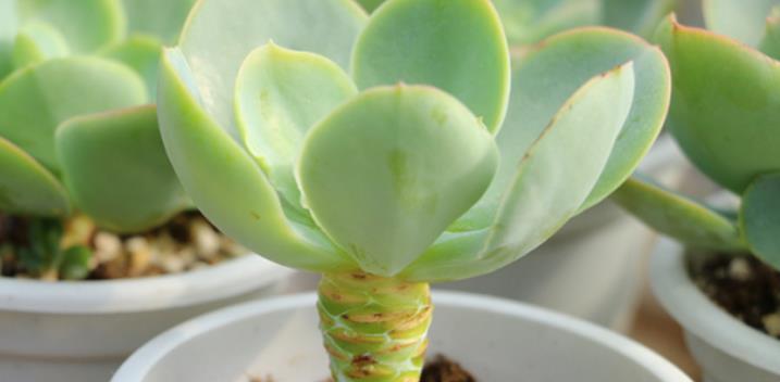 多肉植物烂叶子了怎么办？如何快速拯救？