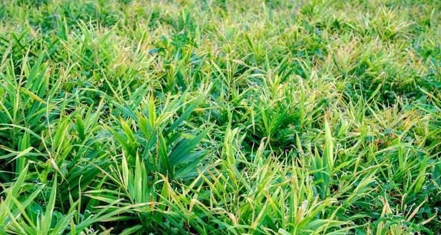 生姜生长需要哪些环境条件？其生长特点是什么？