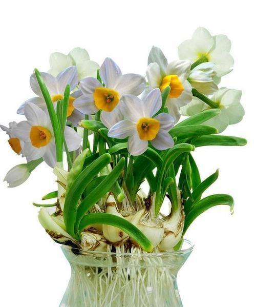 水仙花多久浇一次水？如何正确养护水仙花？